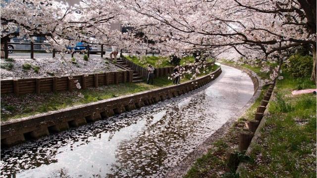 City-Wise Sakura Forecast For 2025