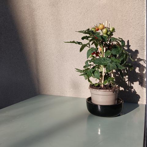 petit plant de tomates cerises en pot sur une table de jardin métallique