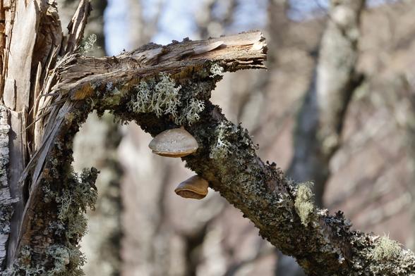Ein umgekippter, flechtenbewachsener Baum, daran zwei Baumpilze