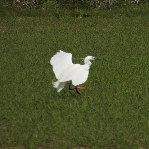A little egret touching down in a green field. Its wings are outstretched and one foot is raised. It is a very undramatic action shot.