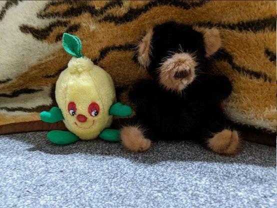 A small plush lemon and a small plush black and brown bear sitting next to each other on the floor in front of a hanging tiger-print blanket.