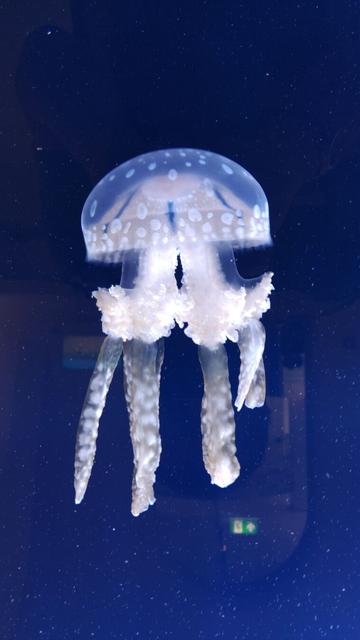 Photography of a Mastigias papua inside an aquarium