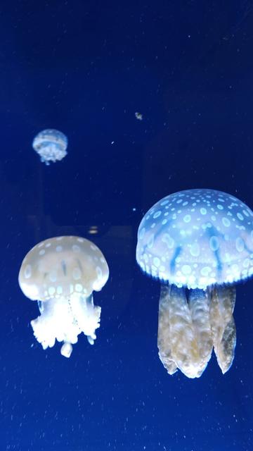 Photography of three Mastigias papua inside an aquarium