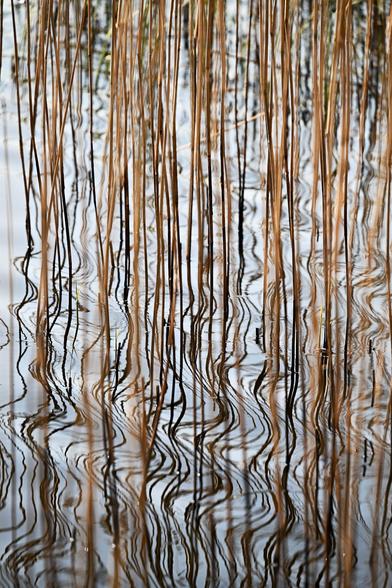 The reflections of old reeds create a mesmerising pattern on the rippling surface of the water at Loch Libo nature reserve.