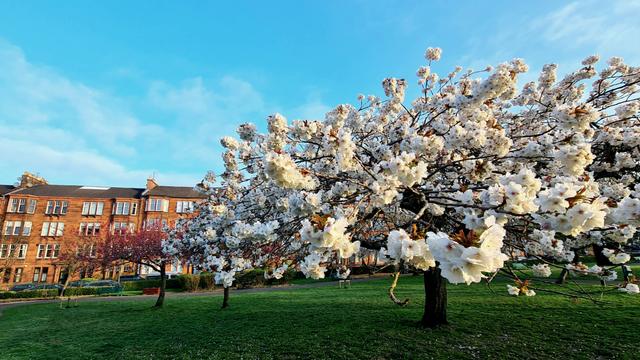 A blossom tree in full bloom, with red sandstone tenements in the bakcground.