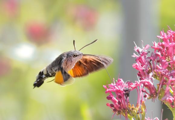 un insetto che succhia nettare da un fiore con la sua lunga proboscide