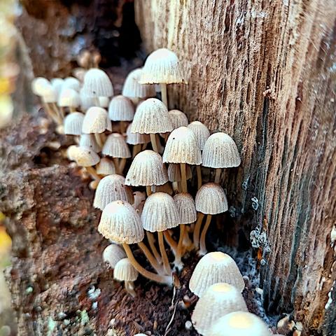 nahaufnahme, makro. aus dem spalt zwischen der dicken rinde und dem verfallenden holz eines alten baumstumpfes sprießen büschelweise kleine beige hutpilzchen. ihr stiel ist etwas brauner, der hut etwas heller, fast weiß, außerdem leicht gerippt. sie wirken recht putzig, wie sie so terrassenartig übereinandergestaffelt wachsen, mit gerade mal 1 cm hutdurchmesser.