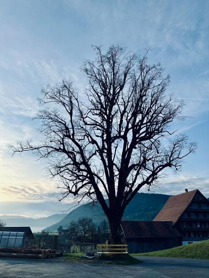 A larger leafless tree silhouetted against a blue sky with many white clouds. A yellow park bench sits under the tree and a few farm houses are visible in the distance.