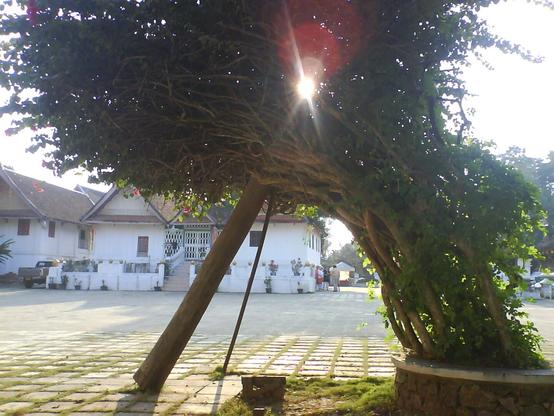 A tree in a shrine, supported by a large wood piece