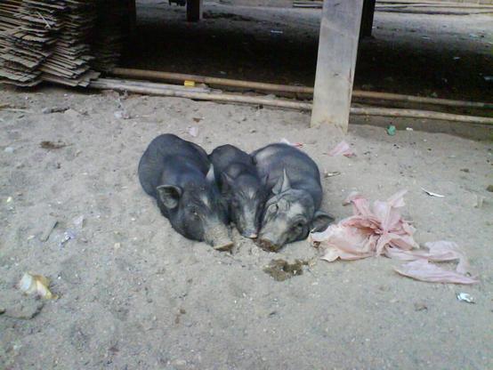 Three cute domestic pigs sleeping together