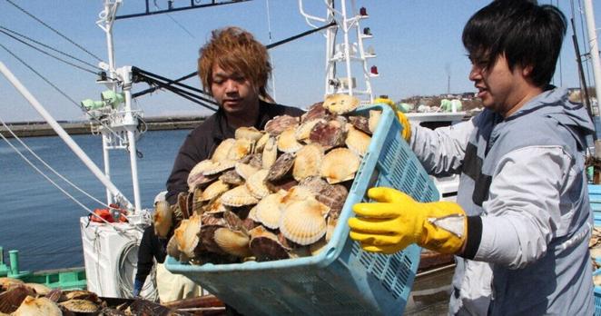 Easy Japanese news in translation: Scallop fishing starts in Nemuro Bay in Hokkaido