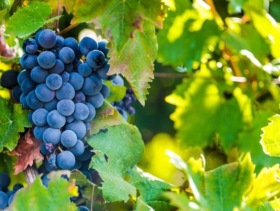 「ぶどう」の生産量が多い国ランキング！ 2位「イタリア」を抑えたのは、フランスではなく？ - All About ニュース