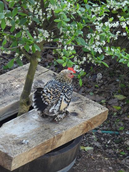J'ai un arbre dans un demi tonneau et les poules virent la terre.
Donc j'ai ajouté des planches pour les bloquer , et on voit une poule sur une des planches.
Entre les 2 planches on voit un petit tronc sortir et des feuilles + fleurs blanches