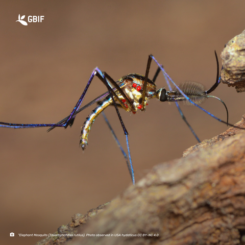 close up photo of a mosquito