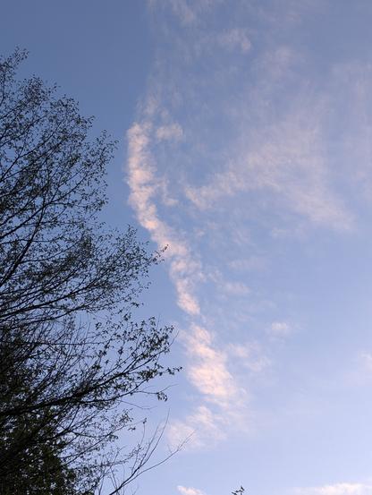 Dans le ciel, l'arbre fait barrage au nuage.