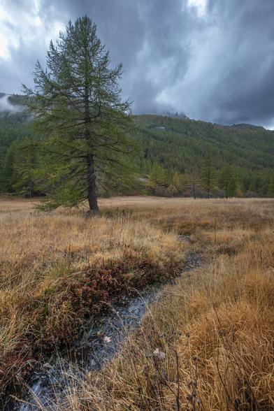 A lone tree stands in a grassy field with a backdrop of forested hills and stormy clouds above.