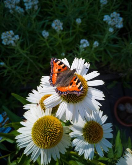 A small tortoiseshell butterfly on Echinacea flower
