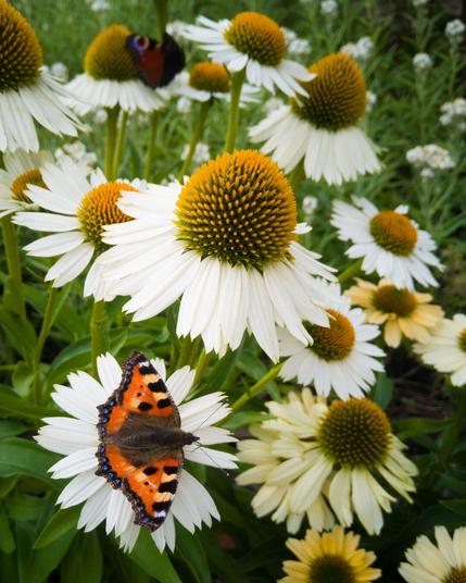 A small tortoiseshell butterfly on Echinacea flower