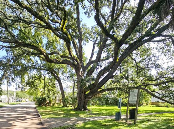 View along pedestrian sidewalk approaching a city park, with old oak trees and open fields of green grass.