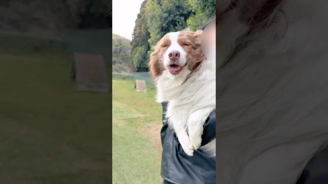 抱っこが好きすぎてお外でもおねだりしちゃう犬が可愛い😂【ボーダーコリー】#shorts