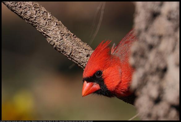 A Northern Cardinal (Cardinalis cardinalis) was looking around the edge of a tree trunk while standing on a wild Virginia Creeper (Parthenocissus quinquefolia) vine in Norman, Oklahoma, United States on March 16, 2025.