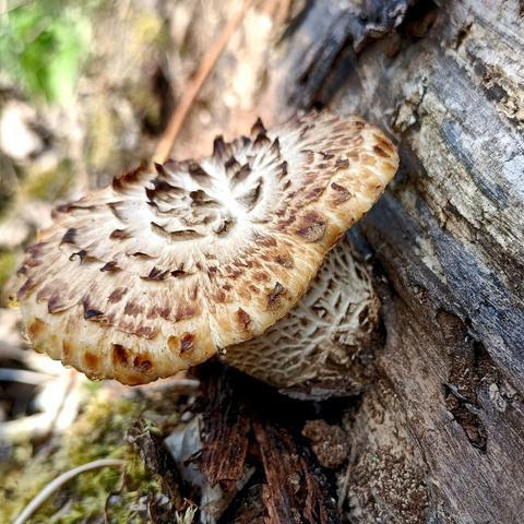 aus morschem verrotenden holz, das knapp die rechte bildhälfte füllt sprießt ein pilzfruchtkörper mit dickem stiel und flachem hut, der nur gerade mal doppelt so weit ist wie der besagte dicke stiel. im grunde weiß, ist der pilz von einer schuppig aufplatzenden haut bedeckt, bei deren schuppen stehen insbesondere auf dem hut die ränder in kleinen fetzen ab und die haut ist um so dunkler braun, je weiter sie vom weißen innenleben absteht. das sieht aus als habe man den pilz mit einem gasbrenner angeflammt und dabei sei die haut aufgeplatzt und schäle sich schuppig. am stiel ist es ähnlich, aber mehr so als sei der aufgequollen und in den rissen der haut sei das hellere innere zu sehen, eher wie bei trocknendem lehmboden als schuppig.