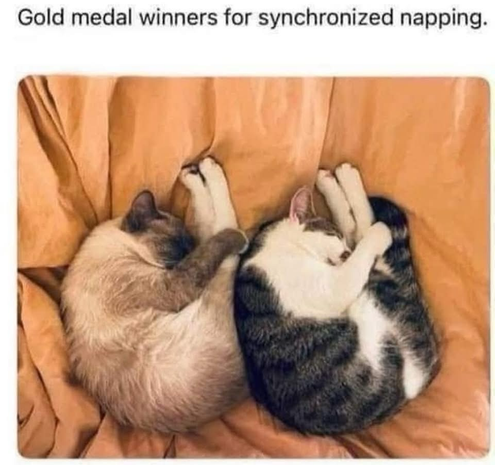(Cats curled up while asleep)  Gold medal winners for synchronized napping.