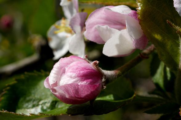 Close-up van een delicate roze en witte appelbloesemknop. De knop heeft een zachte, ronde vorm met overlappende bloemblaadjes van lichtroze die overgaan in wit. De bloemblaadjes zijn getextureerd en vertonen subtiele schaduwen, wat suggereert dat er een lichtbron van rechtsboven is. De knop bevindt zich links in het midden van de afbeelding, met een onscherpe achtergrond van andere bloesems en bladeren, waardoor een geringe scherptediepte ontstaat. De achtergrond is een mix van diepgroen blad en hints van andere, minder scherp gefocuste appelbloesems. De belichting is helder en benadrukt de details van de delicate textuur van de knop. De algehele indruk is er een van lentefrisheid en stille schoonheid. De steel van de knop is zichtbaar en steekt iets omhoog. De focus ligt op de complexe details van de knop en de stijl is fotorealistisch.