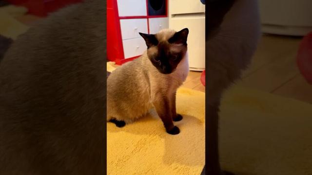 尻尾をブンブンぐるぐる振り回すたぬき猫なのにゃ♪ #cat #トンキニーズ#たぬき猫#tonkinese
