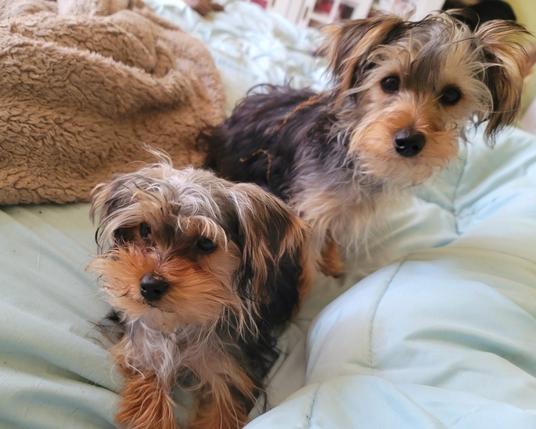 The image shows two small, fluffy Yorkie-mix dogs with similar coloring, likely resting on a light blue blanket.

The dog in the foreground is positioned slightly to the left and is looking directly at the viewer. It has a mix of tan, brown, and black fur, with longer, shaggier hair around its muzzle and ears. Its eyes are dark and round, and its nose is a small, black button.

The second dog is situated behind and slightly to the right of the first dog. It is also looking towards the viewer, though its head is turned a bit more to the side. This dog has similar coloring, with more prominent black and tan patches on its back and a fluffier appearance overall. Its ears are perked up slightly.

In the upper left corner, there is a light tan fuzzy blanket. The background is somewhat out of focus.  The overall lighting is soft and indoor.