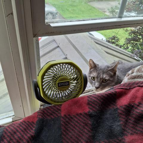 Mongo with fan at open window