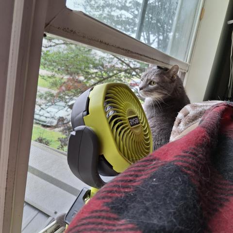 Mongo with fan at open window