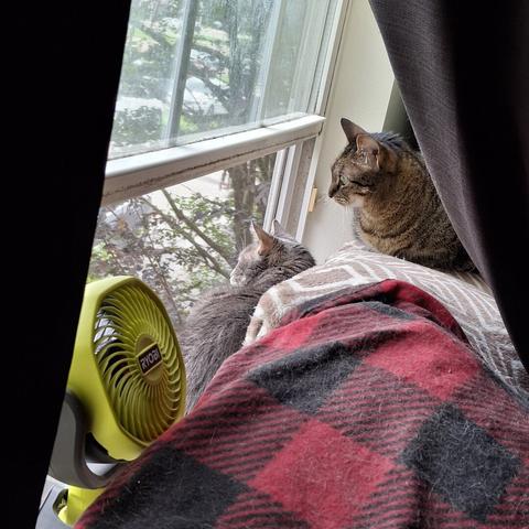 Mongo and Pixel with fan at open window