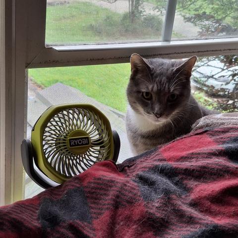 Mongo with fan at open window