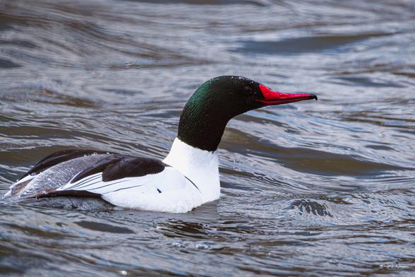 Close-up of a male common merganser with iridescent green head and bright red bill gliding through rippling water