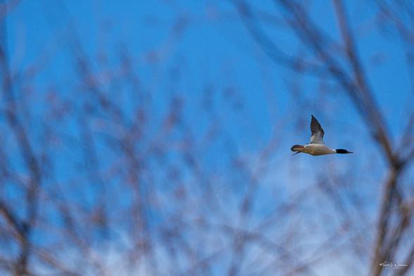Male common merganser in flight framed by out-of-focus bare tree branches against a clear blue winter sky