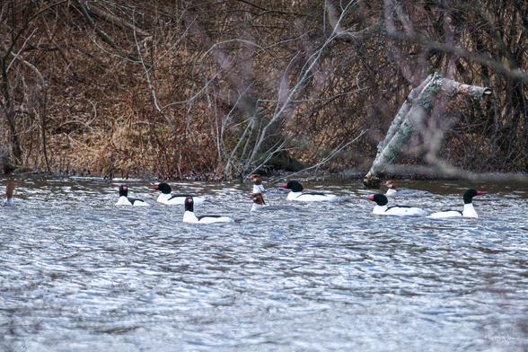 Group of male and female common mergansers swimming near a wooded shore with leafless trees in early spring