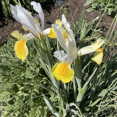 an short iris with two flower heads - each with yellow lower half and white upper