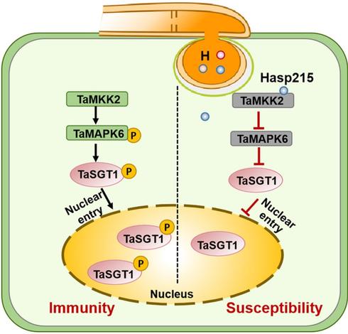 Diagram of a wheat plant cell cross-section. On the left side of the cell, the TaMAKK2-TaMAPK6 kinase cascade phosphorylates the core immune regulator TaSGT1 and promotes its nuclear entry, contributing to resistance to stripe rust; on the right, an effector from the fungal pathogen that causes stripe rust targets and blocks this process.