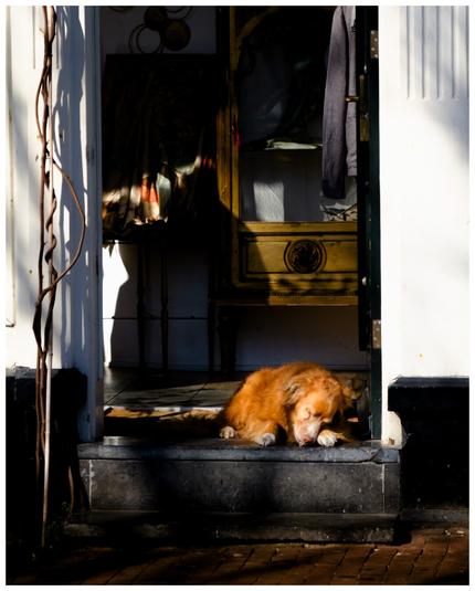 A dog in a door