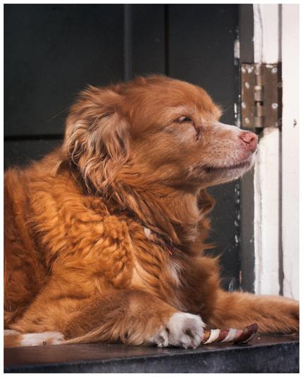 Detail of a dog taking some sun
