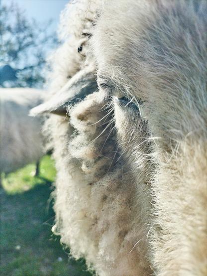 Portrait partiel d'un mouton avec son oeil au premier plan.