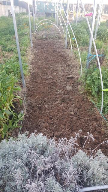 Se ve un bancal desnudo con la tierra recién aflojada con la horca después de arrancar a mano los restos de grama que se han dejado.
En primer plano, matas de la planta del curry, llamada así porque el olor recuerda, pero que no es la de verdad, blablabla...
A los lados se ven los pasillos invadidos de vegetación por las lluvias que no han cesado desde el otoño y que siguen.
Al fondo, fresales pendientes de aclarar mucho más.
Los arcos para los túneles están levantados salvo los del fondo.
Si os sigue picando la curiosidad, al fondo del todo está el parapeto para el viento, con palets incrustados en la tierra abajo. Y malla de ocultación con algunos agujeros en la parte superior.
Y también se aprecian los frambuesos verdeando. Y caléndulas por todas partes.