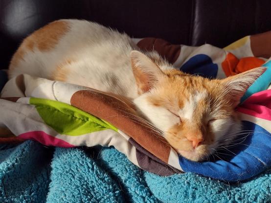 Cheddar sleeps on a blanket, with the sun shining on his head and upper body.