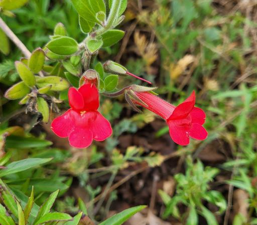 Two one inch intensely red trumpet shaped flowers. The bush has small apple green leaves.