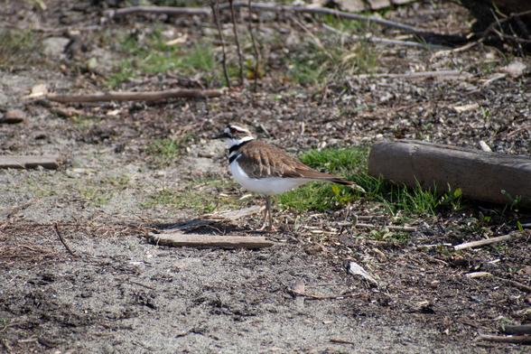 Bird with a brownish-tan on top and white below. The white chest is barred with two black bands, and the brown face is marked with black and white patches. Delicate rusty colour pattern on their wings. Eye is black with an orange ring. The bird is on the ground, mix of gray sand, green grass and bits of sticks and drift wood.