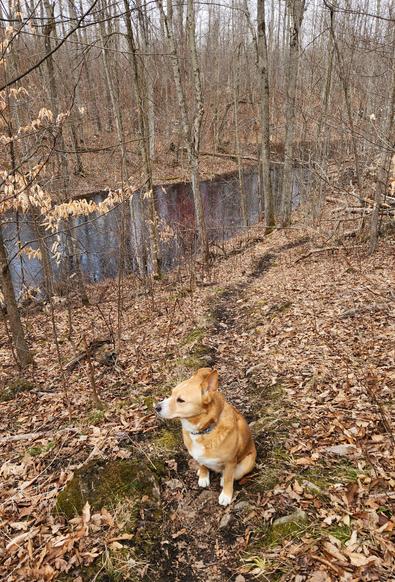 Harley, the tan coloured dog, sits on a hillside path, looking off to the left.  She is surrounded by brown leaves from last fall and blends in pretty well.  In the background, there are numerous small bare trees, and further down the hill is a large pond created from melted snow and recent rain.