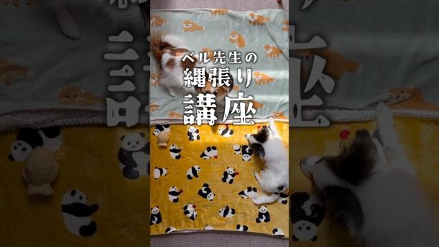 先住犬の縄張り講座　 #パピヨン #papillon #可愛い　#子犬お迎え