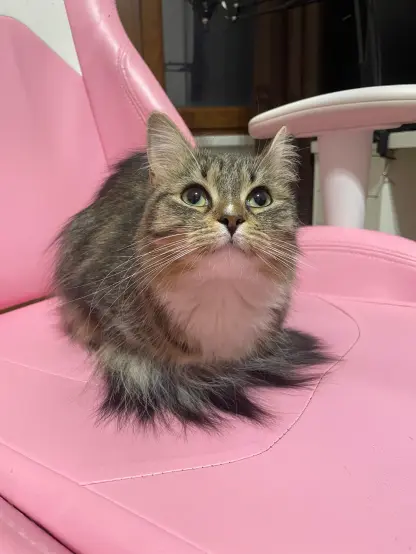 Nova loafing on Alice's chair, looking at the camera