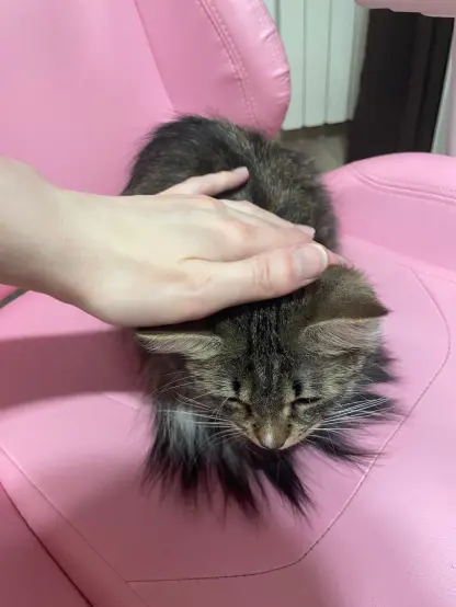 Now she's being petted, still with her eyes closed